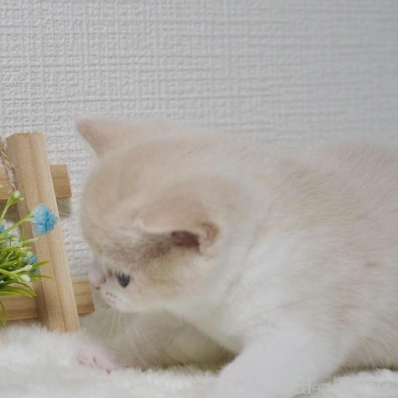 販売中の大阪府のブリティッシュショートヘア-133474の13枚目