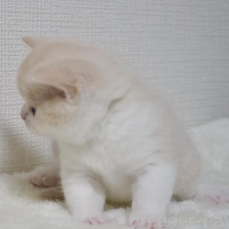 販売中の大阪府のブリティッシュショートヘア-133474の12枚目