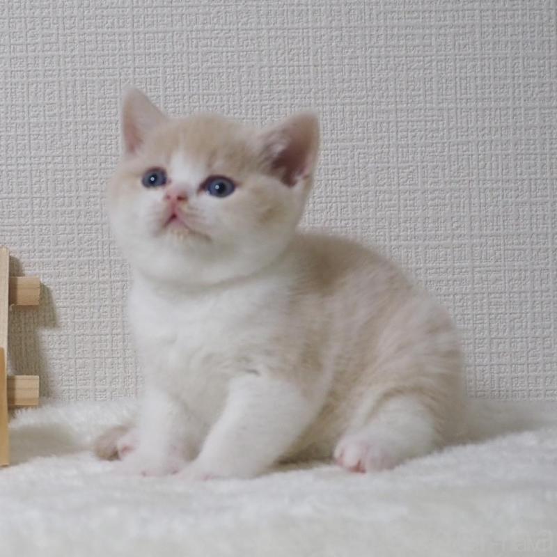 販売中の大阪府のブリティッシュショートヘア-133474の11枚目