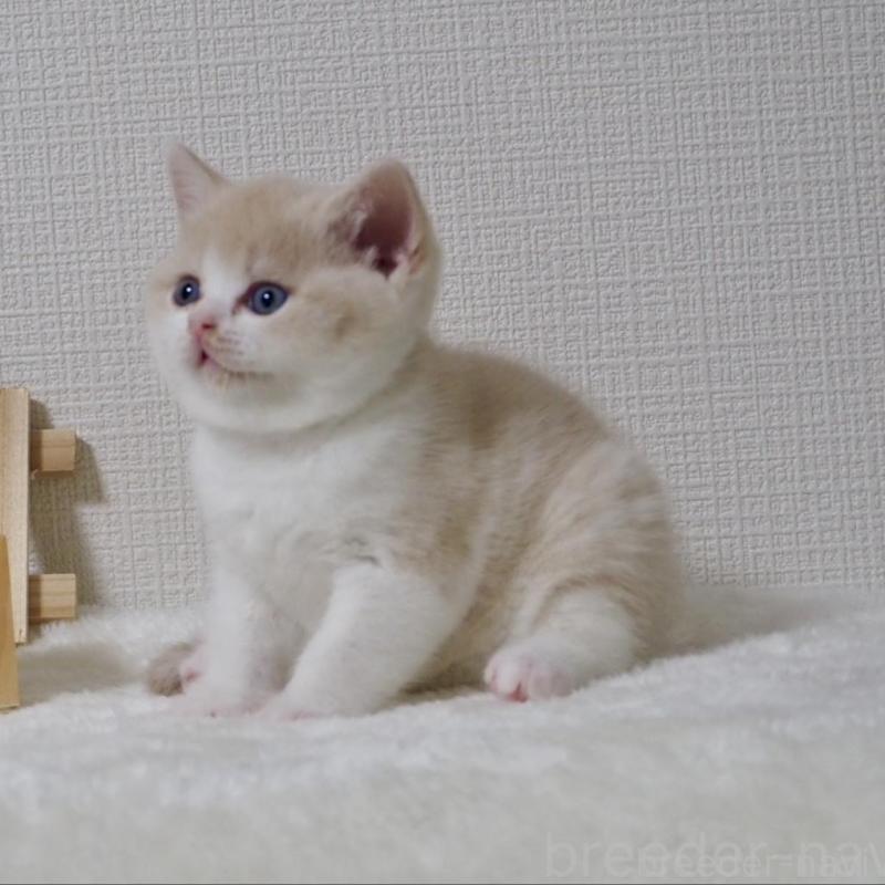 販売中の大阪府のブリティッシュショートヘア-133474の10枚目