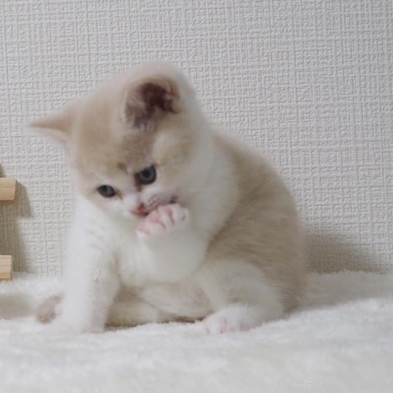 販売中の大阪府のブリティッシュショートヘア-133474の9枚目