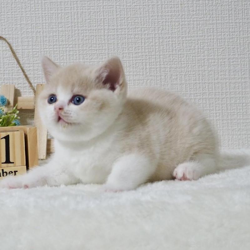 販売中の大阪府のブリティッシュショートヘア-133474の8枚目