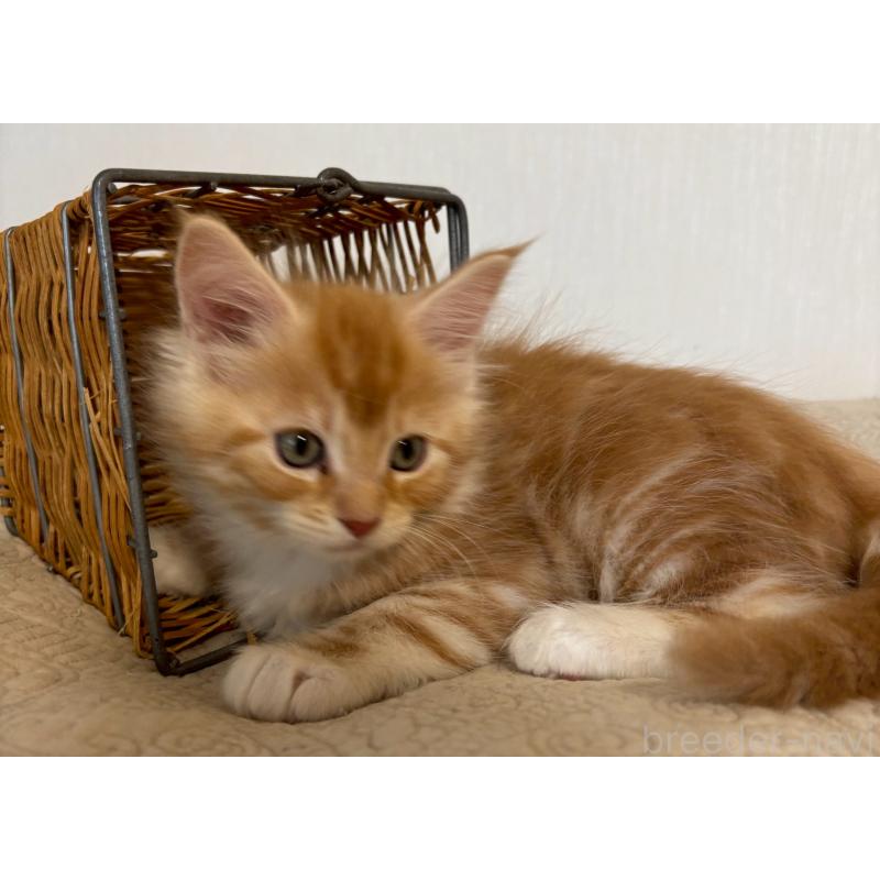 販売中の大阪府のメインクーン-133473の7枚目