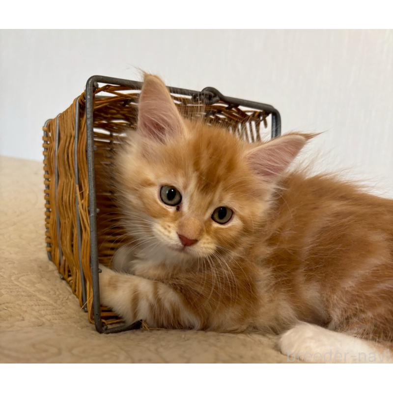 販売中の大阪府のメインクーン-133473の6枚目