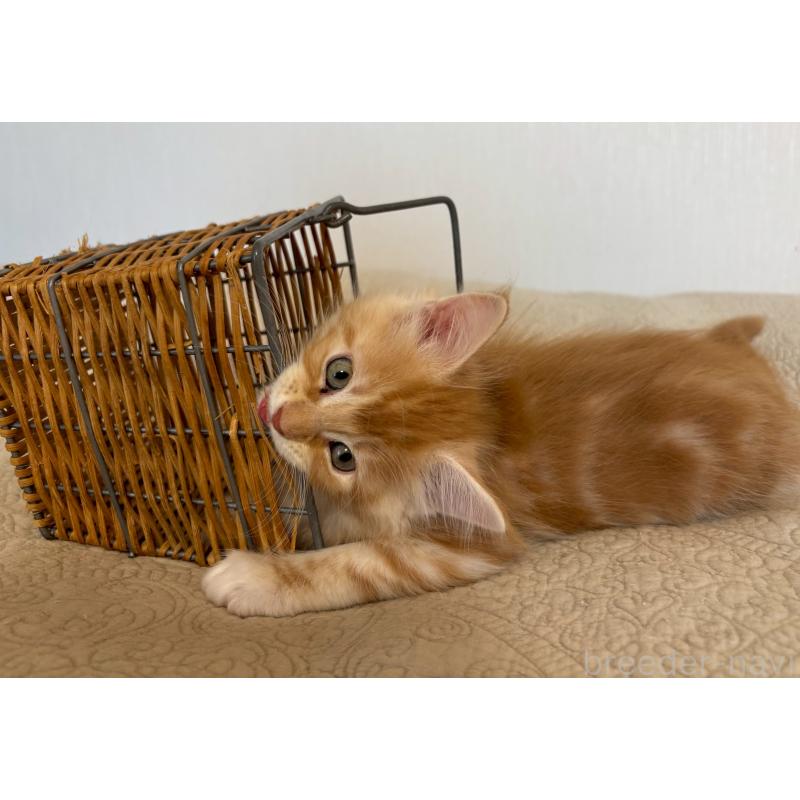 販売中の大阪府のメインクーン-133473の5枚目