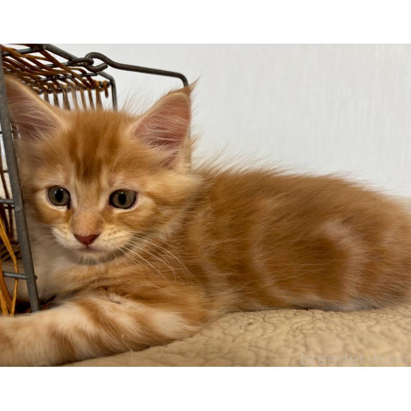 販売中の大阪府のメインクーン-133473の4枚目