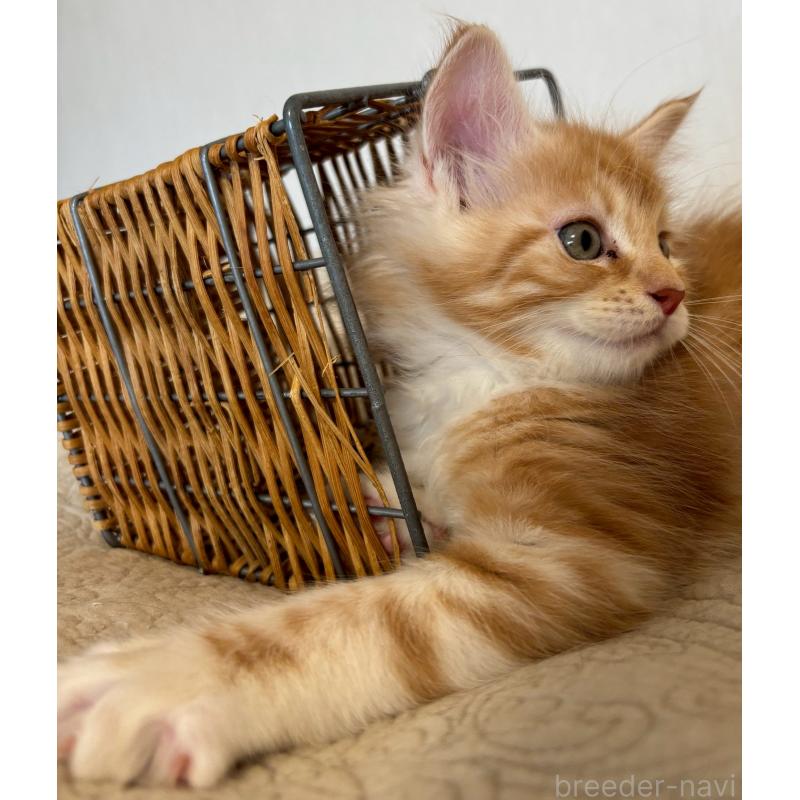 販売中の大阪府のメインクーン-133473の3枚目