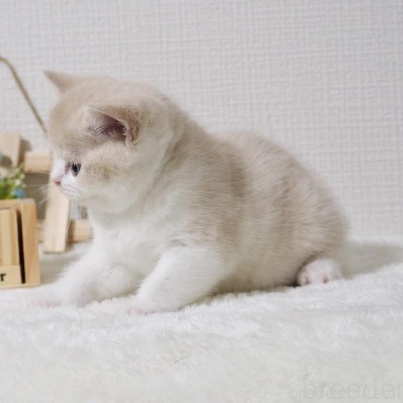 販売中の大阪府のブリティッシュショートヘア-133474の7枚目