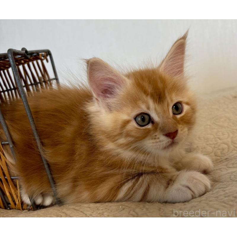 販売中の大阪府のメインクーン-133473の2枚目