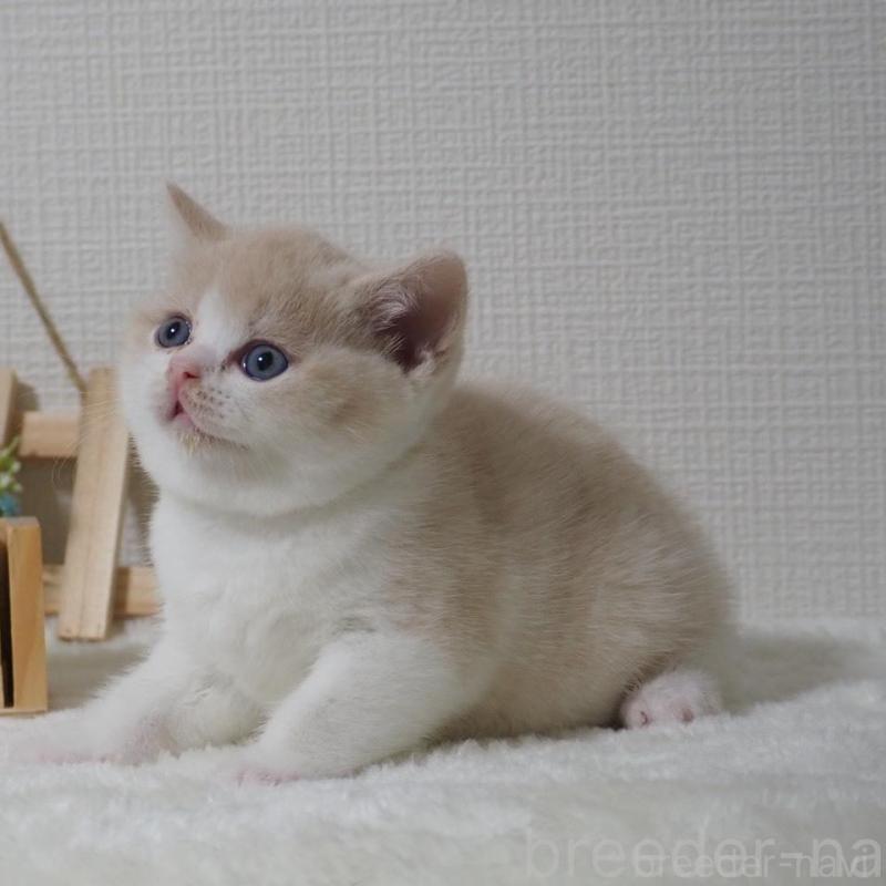 販売中の大阪府のブリティッシュショートヘア-133474の6枚目