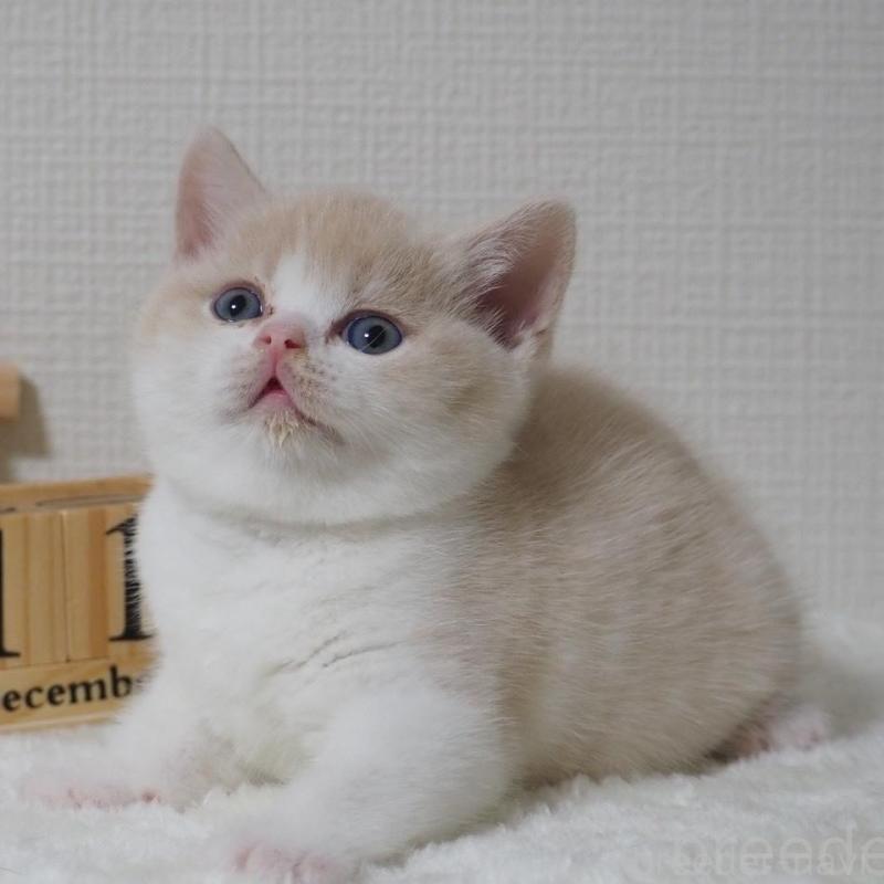 販売中の大阪府のブリティッシュショートヘア-133474の5枚目