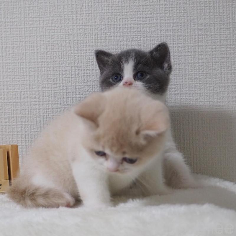 販売中の大阪府のブリティッシュショートヘア-133474の4枚目