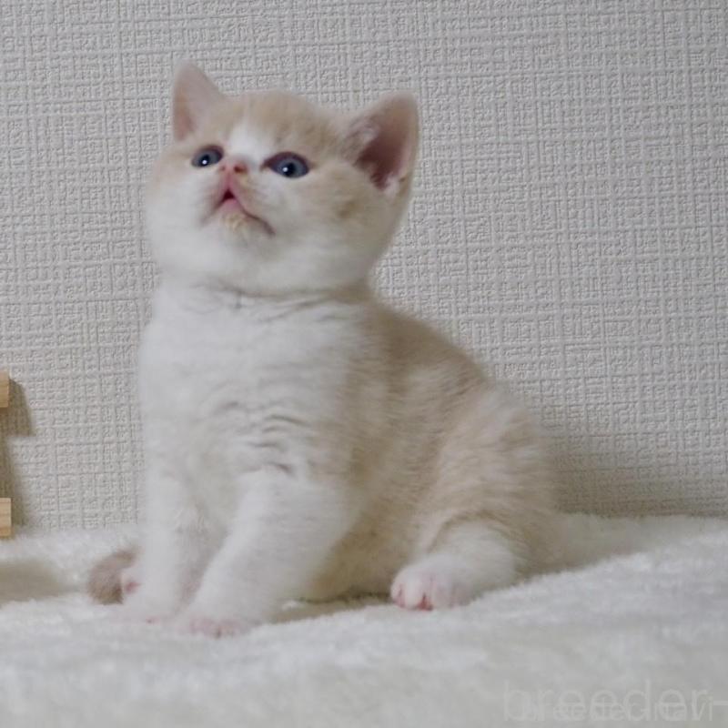 販売中の大阪府のブリティッシュショートヘア-133474の3枚目