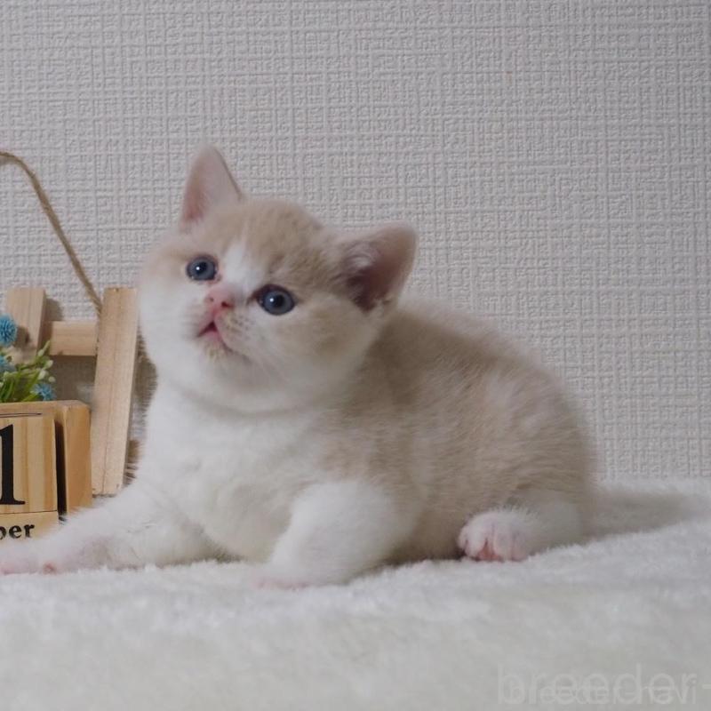 販売中の大阪府のブリティッシュショートヘア-133474の2枚目