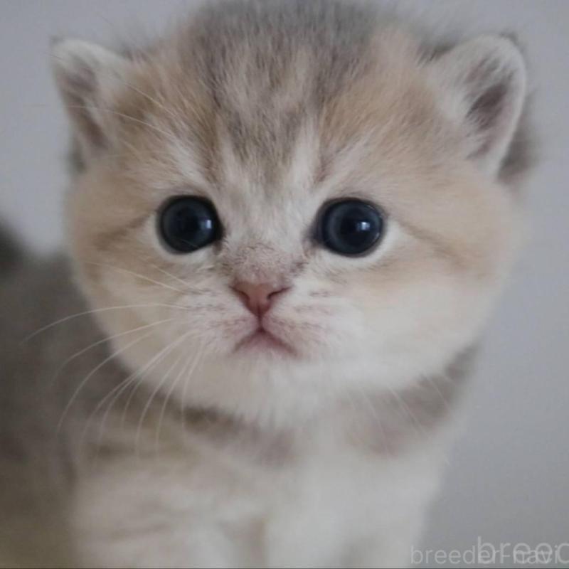 販売中ののブリティッシュショートヘア-133484