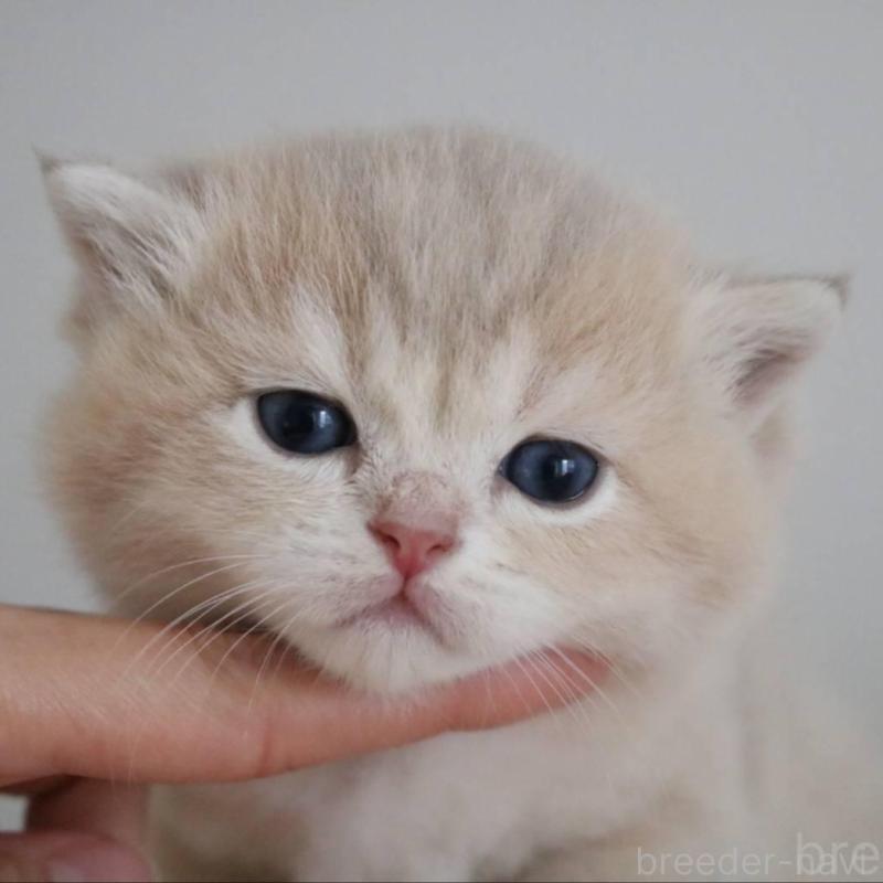 販売中の愛知県のブリティッシュショートヘア-133485