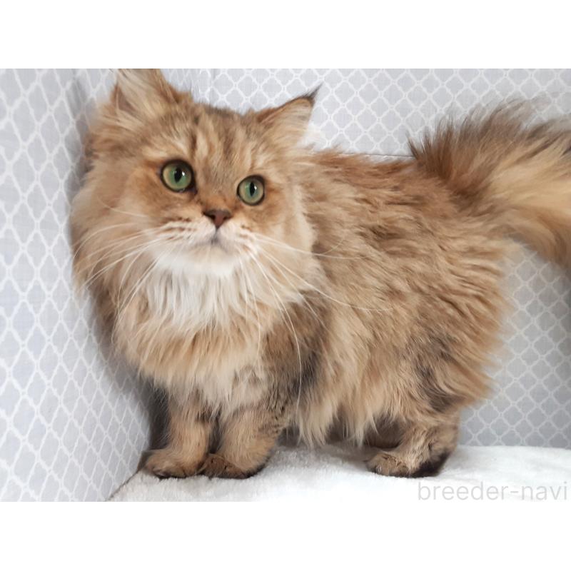 販売中の岐阜県のペルシャ(チンチラ)-133512の5枚目