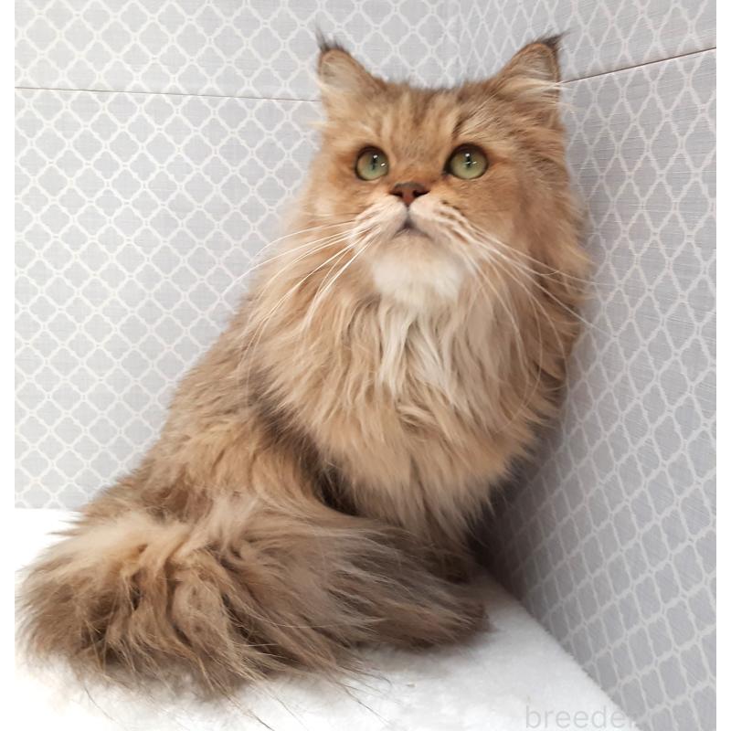 販売中の岐阜県のペルシャ(チンチラ)-133512の4枚目