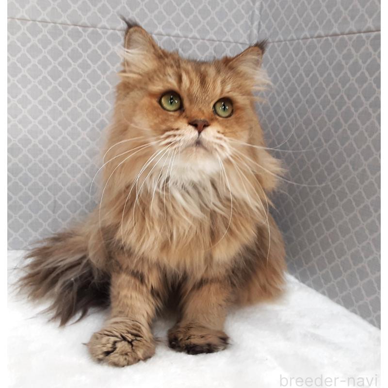 販売中の岐阜県のペルシャ(チンチラ)-133512の3枚目