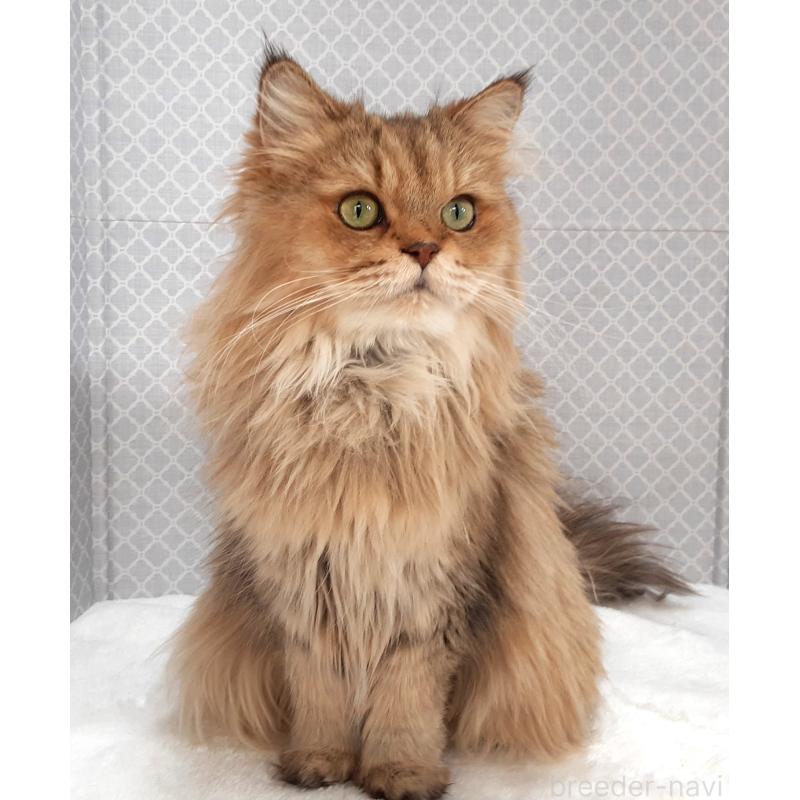 販売中の岐阜県のペルシャ(チンチラ)-133512の2枚目