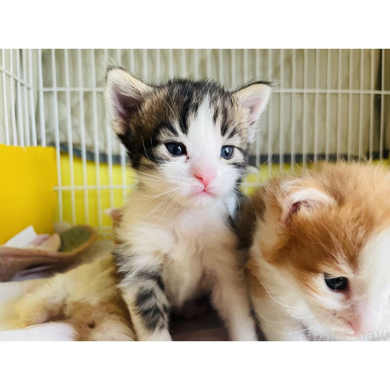 販売中の京都府のメインクーン-133515の5枚目