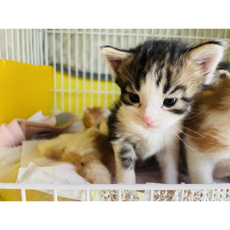 販売中の京都府のメインクーン-133515の4枚目