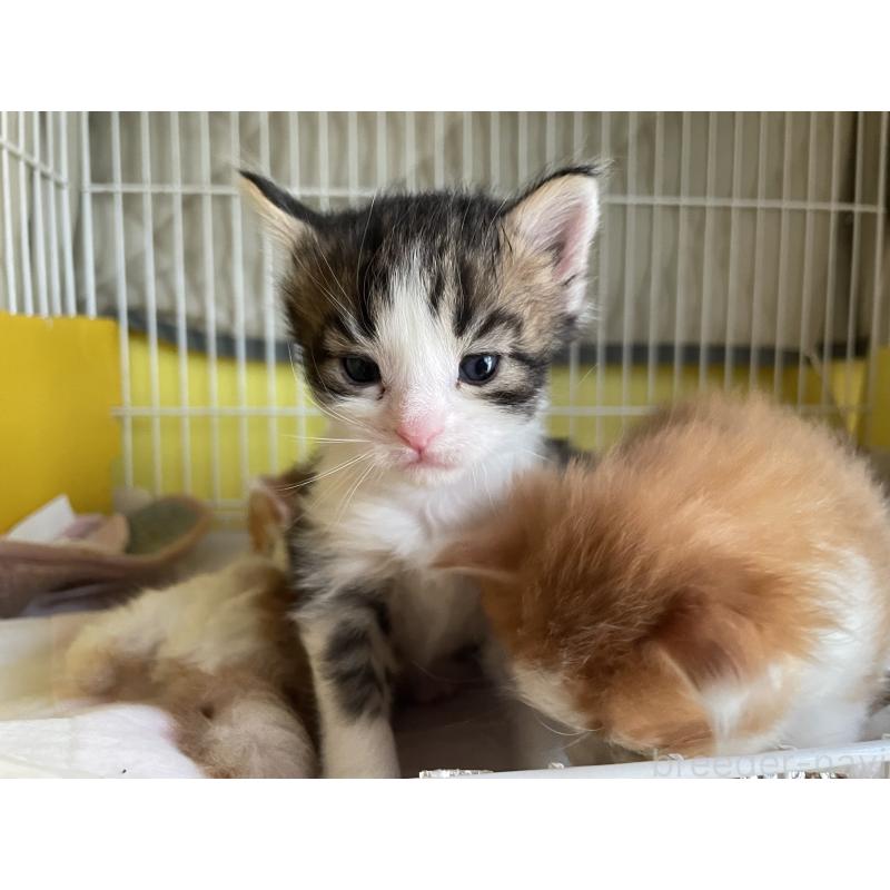 販売中の京都府のメインクーン-133515の3枚目