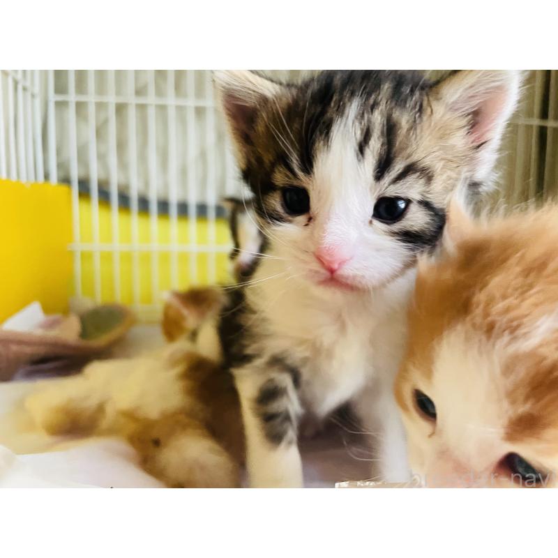 販売中の京都府のメインクーン-133515の2枚目