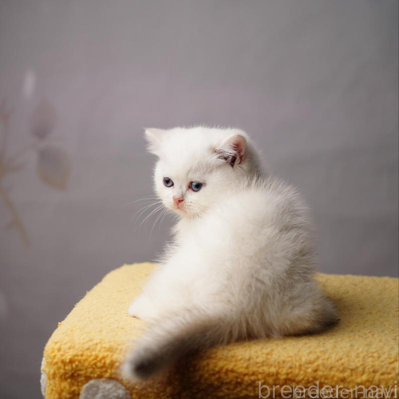 販売中の千葉県のブリティッシュショートヘア-133516の4枚目