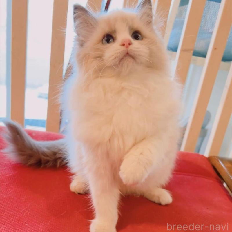 販売中の兵庫県のラグドール-133518の1枚目