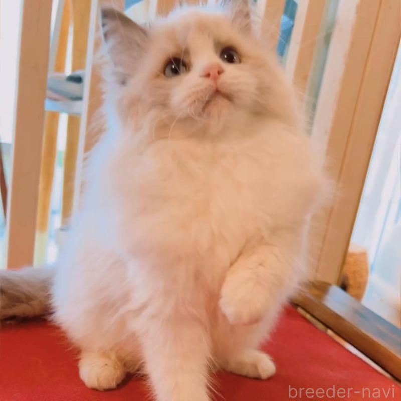 販売中の兵庫県のラグドール-133518の6枚目