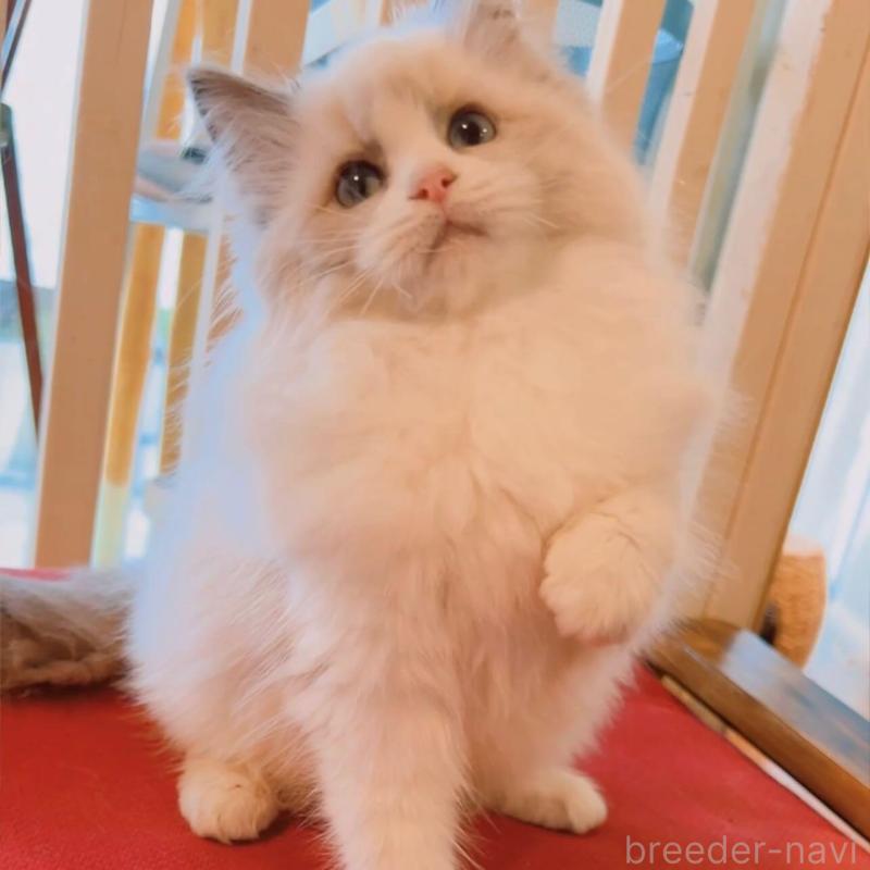 販売中の兵庫県のラグドール-133518の5枚目