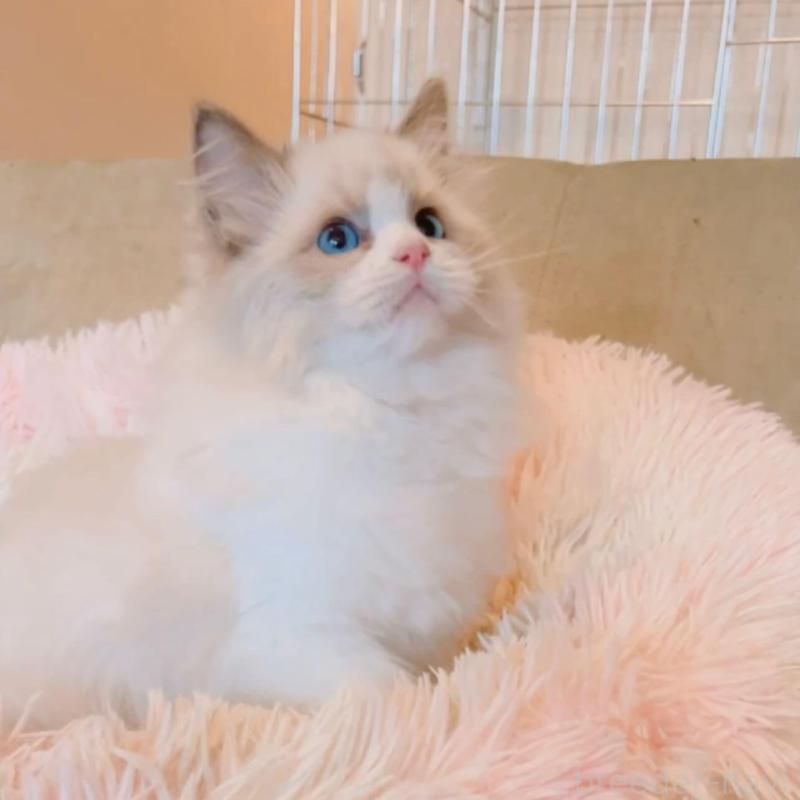 販売中の兵庫県のラグドール-133518の4枚目