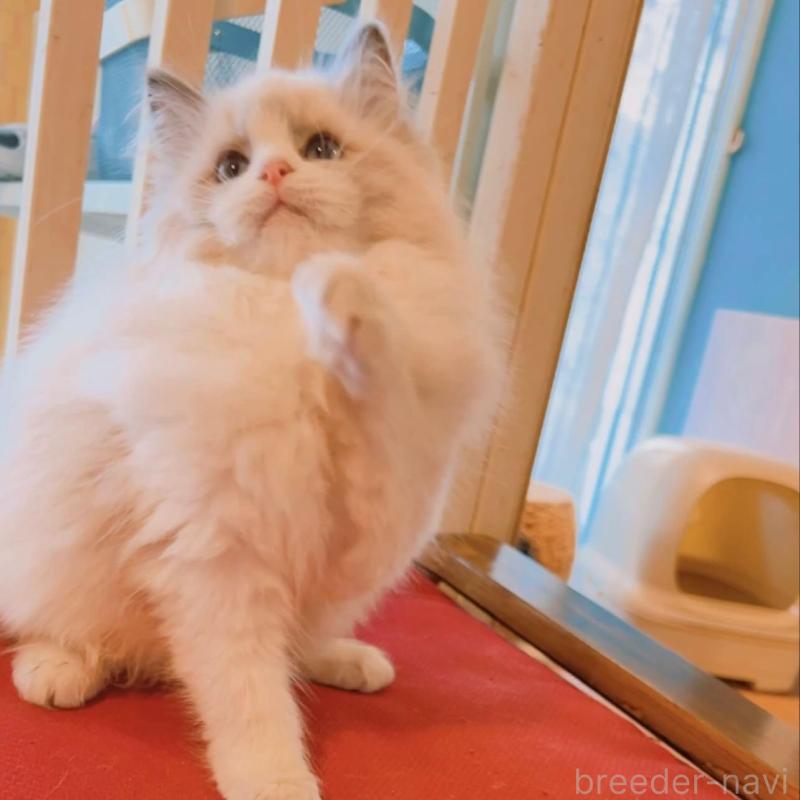 販売中の兵庫県のラグドール-133518の3枚目