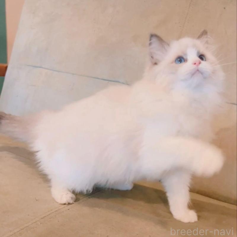 販売中の兵庫県のラグドール-133518の2枚目