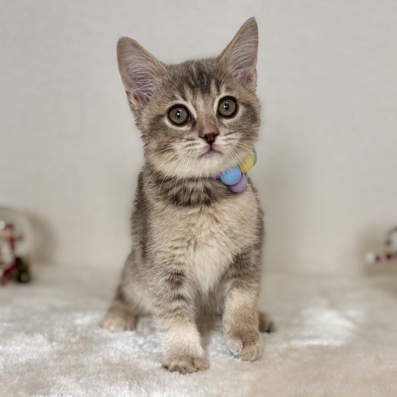 販売中の埼玉県のマンチカン-129007の9枚目