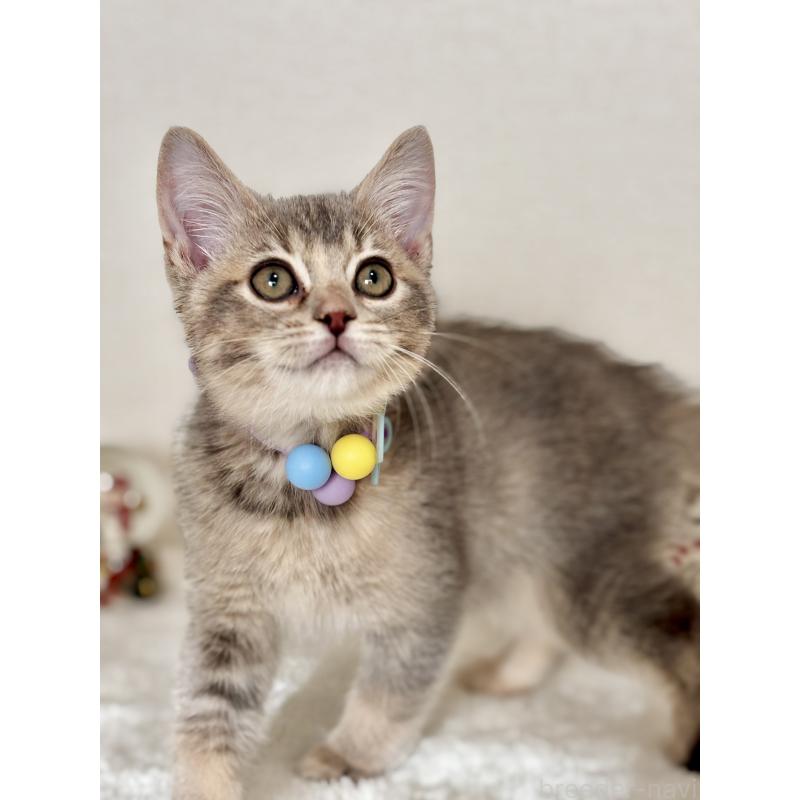 販売中の埼玉県のマンチカン-129007の8枚目