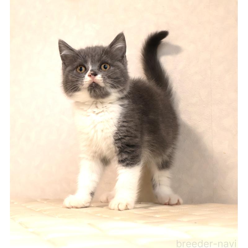 販売中の静岡県のブリティッシュショートヘア-129203の18枚目