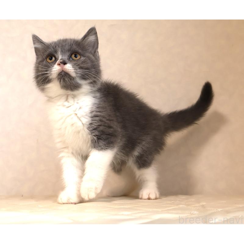 販売中の静岡県のブリティッシュショートヘア-129203の17枚目