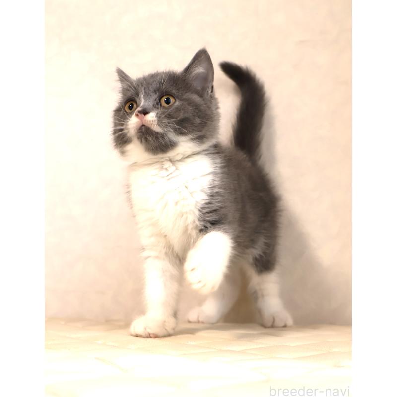 販売中の静岡県のブリティッシュショートヘア-129203の16枚目