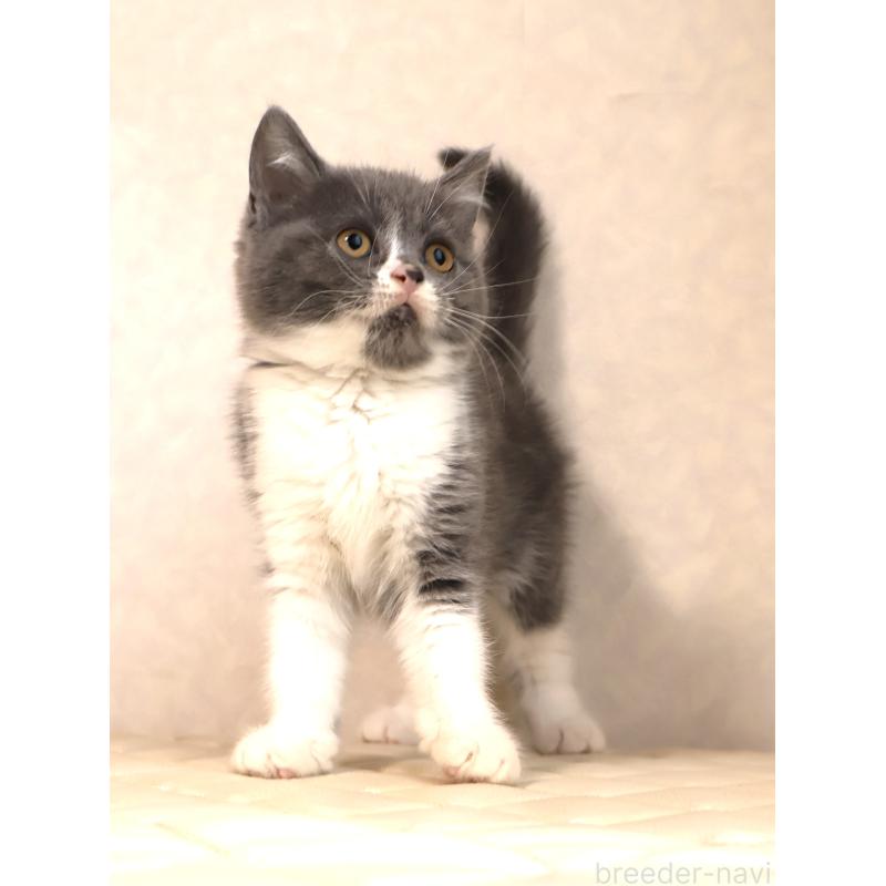 販売中の静岡県のブリティッシュショートヘア-129203