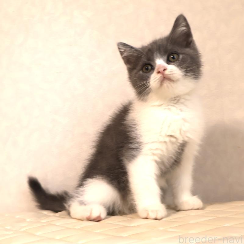 販売中の静岡県のブリティッシュショートヘア-129202の12枚目