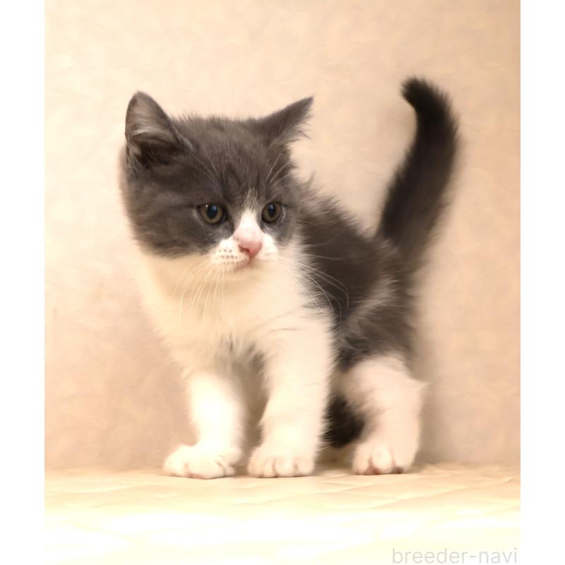 販売中の静岡県のブリティッシュショートヘア-129202の11枚目