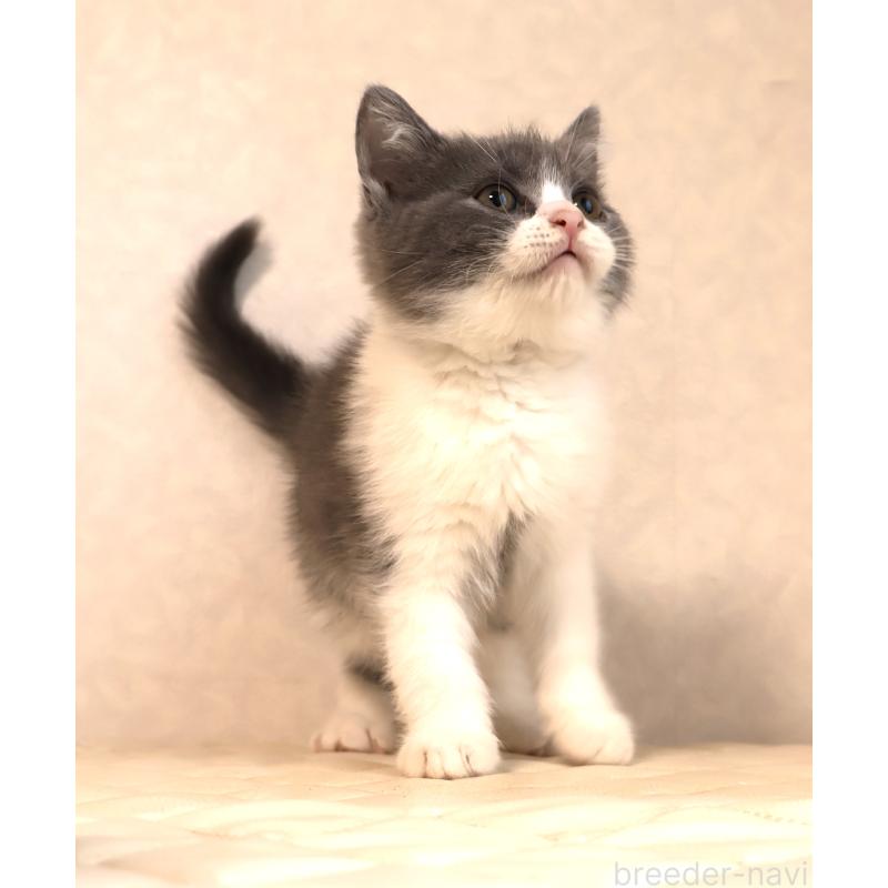 販売中の静岡県のブリティッシュショートヘア-129202の10枚目