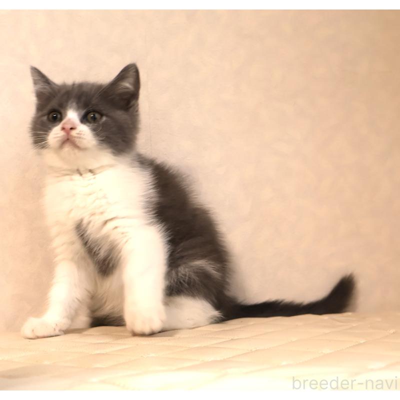 販売中の静岡県のブリティッシュショートヘア-129202の9枚目