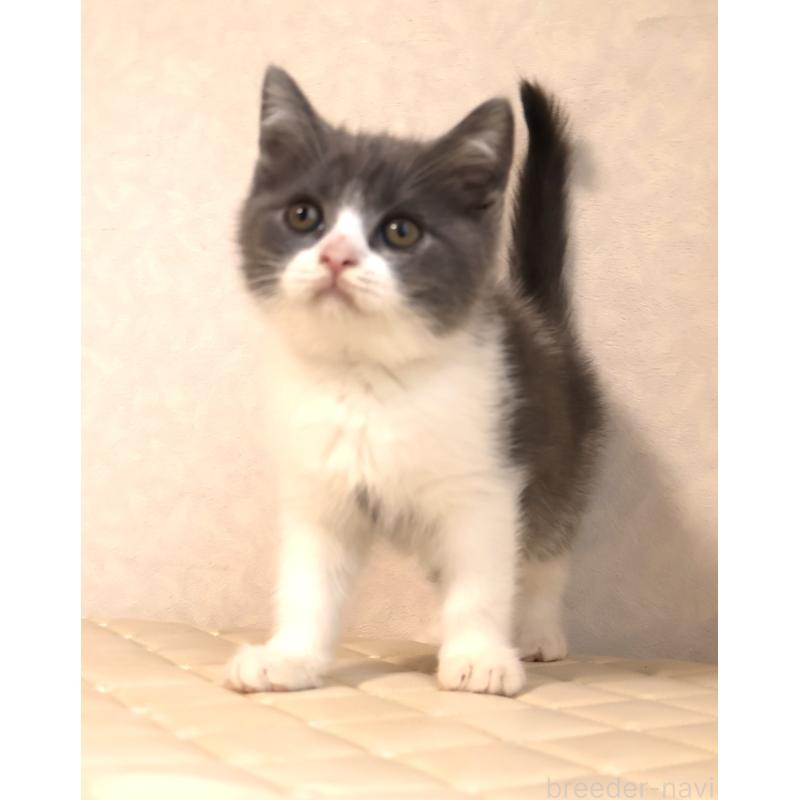 販売中の静岡県のブリティッシュショートヘア-129202の8枚目