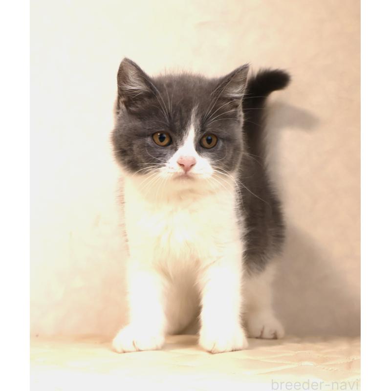 販売中の静岡県のブリティッシュショートヘア-129204の9枚目