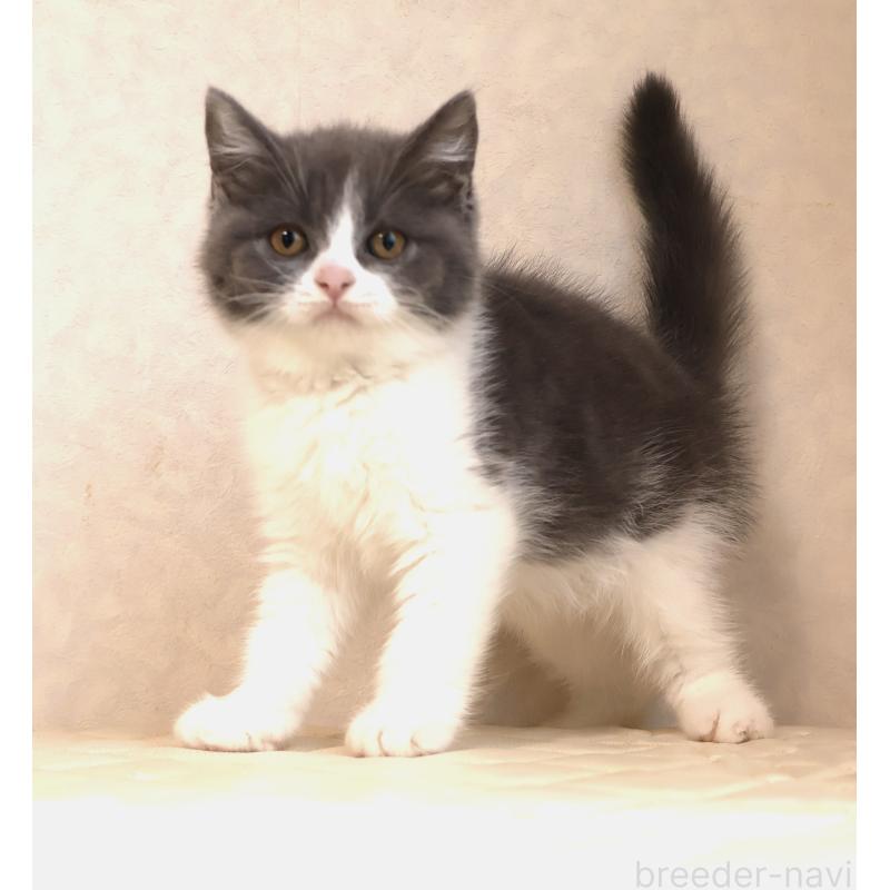 販売中の静岡県のブリティッシュショートヘア-129204の8枚目