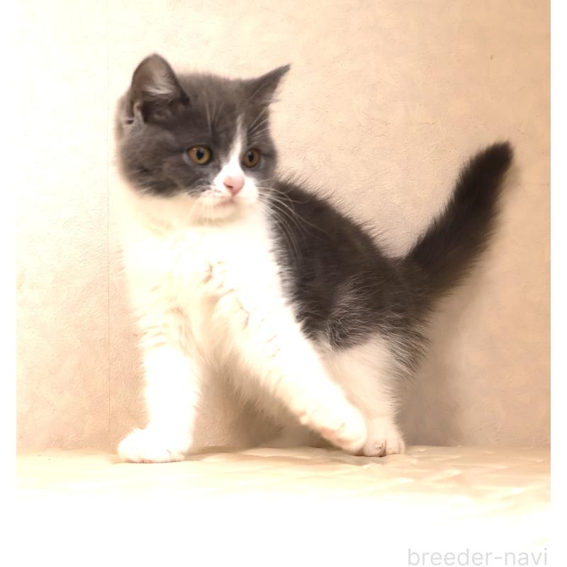 販売中の静岡県のブリティッシュショートヘア-129204の7枚目