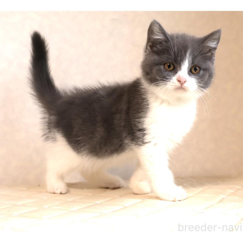 販売中の静岡県のブリティッシュショートヘア-129204の6枚目